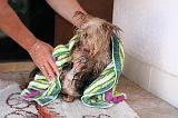 SECHAGE - YORKSHIRE TERRIER 050